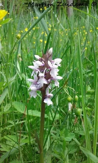 Vleeskleurig orchis [Dactylorhiza incarnata]